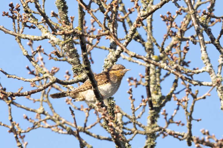 Wryneck arrives 5.3 days earlier i spring