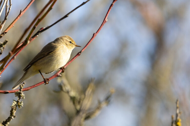 Chiffchaff arrives 13.3 days earlier in spring