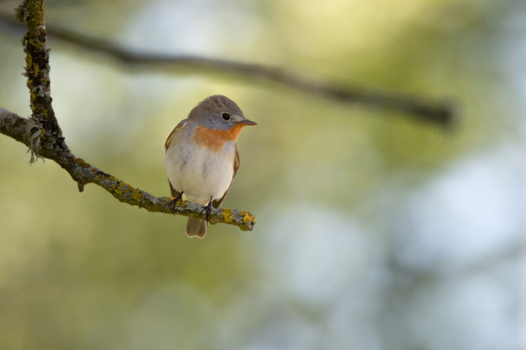 Red-breasted Flycatcher arrives 3.8 days earlier in spring