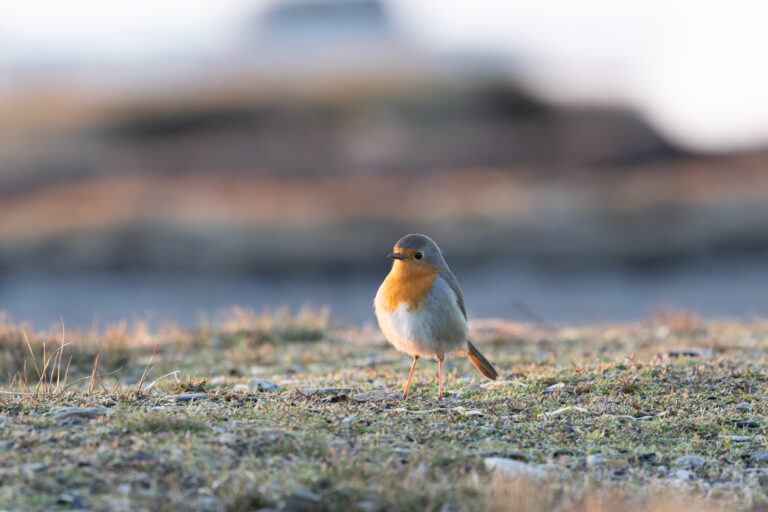 Robin arrives 9 days earlier in spring